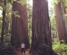 A Walk Through a Redwood Forest